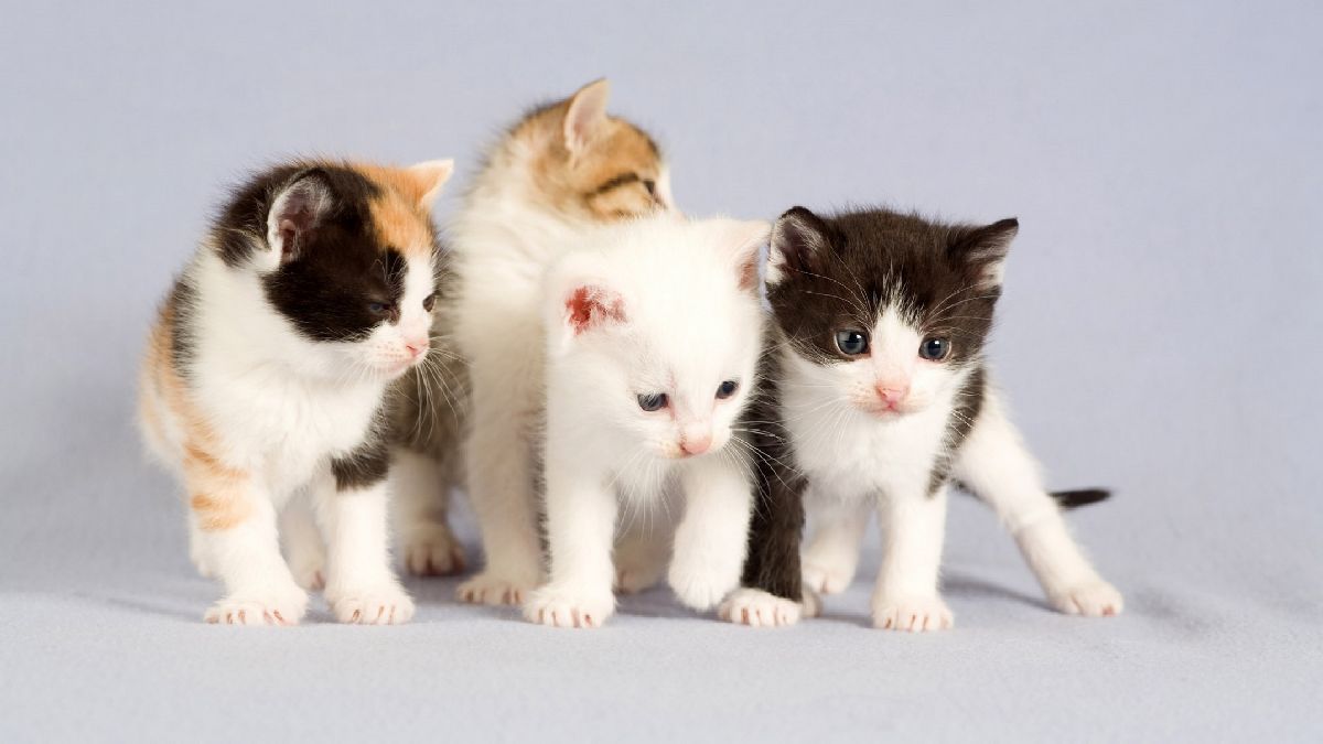 De Kosten van het Houden van een Kat: Wat Kost een Kat Eigenlijk?