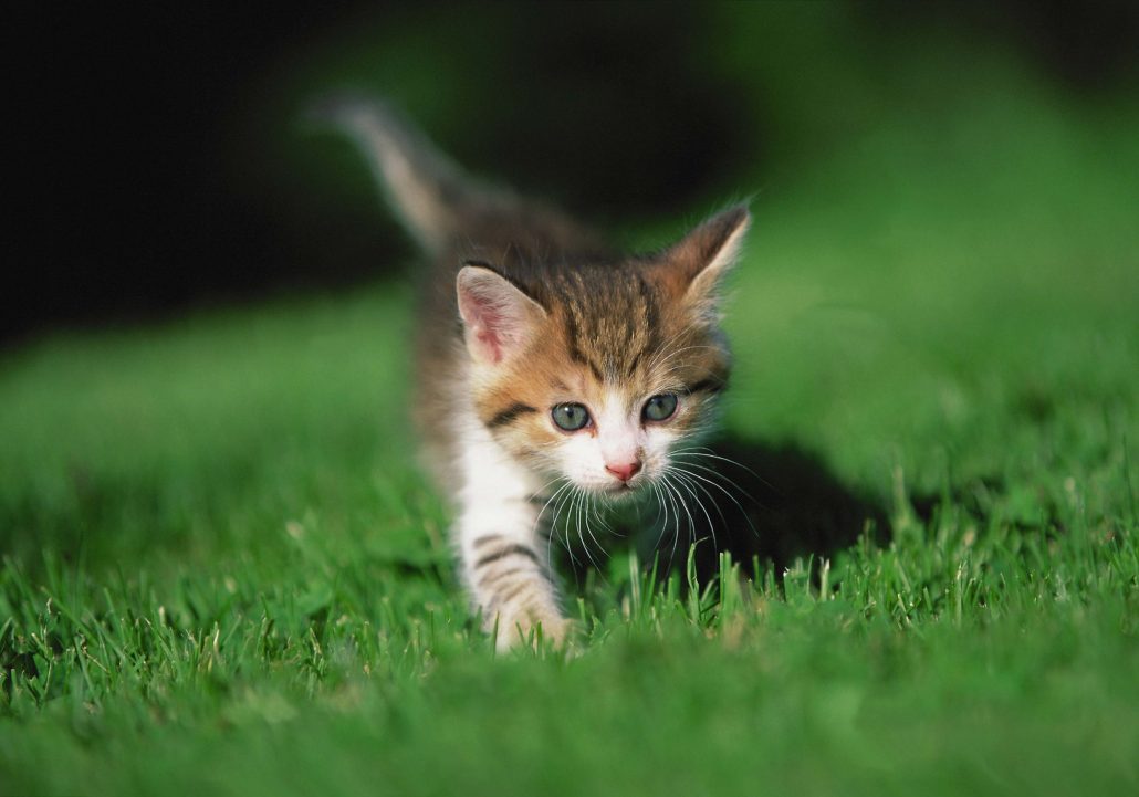 De Kosten van het Verzorgen van een Kitten: Wat Komt Erbij Kijken?