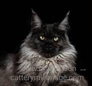 Maine Coon XXL Kittens te Koop: Majestueuze Katten Beschikbaar