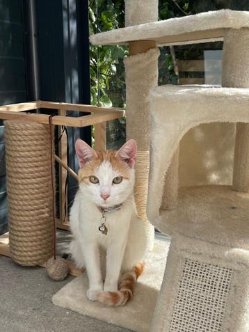 Gratis Kittens Aangeboden op Marktplaats: Is het de Juiste Keuze?