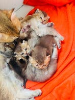 Vind Jouw Perfecte Kitten op Marktplaats
