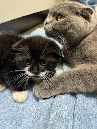 Kittens te Koop op Marktplaats: Waar moet je op letten?