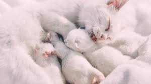 Vertederend Nestje Kittens: Een Bron van Vreugde en Speelsheid