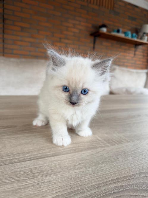 Ragdoll Kittens te Koop: Vind Jouw Zachtaardige Metgezel