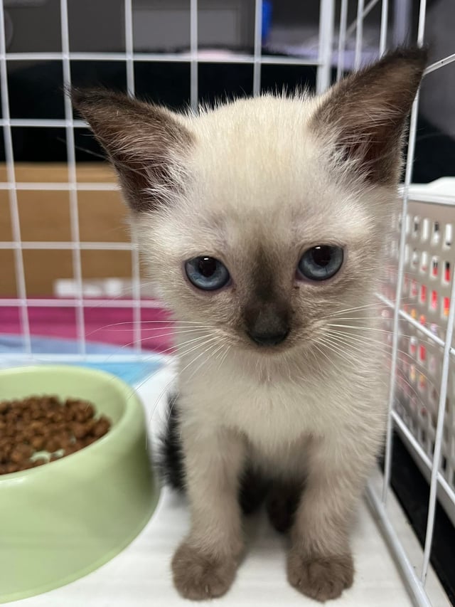 Ontdek de Charmante Siamees Kitten: Een Speelse Metgezel voor het Leven