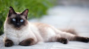 Alles wat u moet weten over Siamese katten: Elegantie, Intelligentie en Gezelschap
