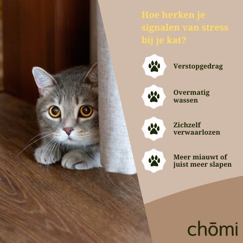 Oorzaken en Symptomen van Stress bij Katten: Herken de Signalen
