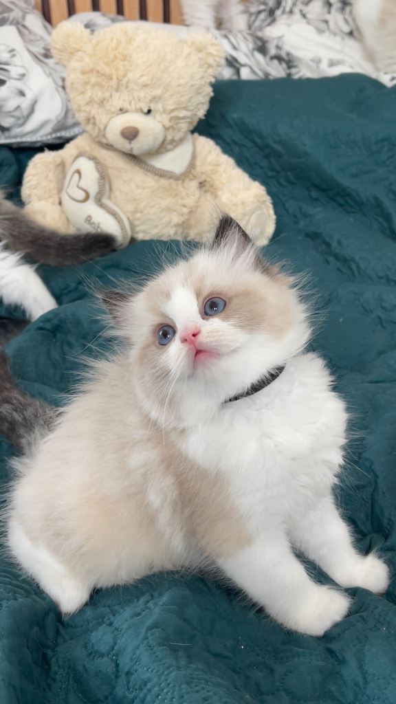 Prachtige Ragdoll Kittens Te Koop