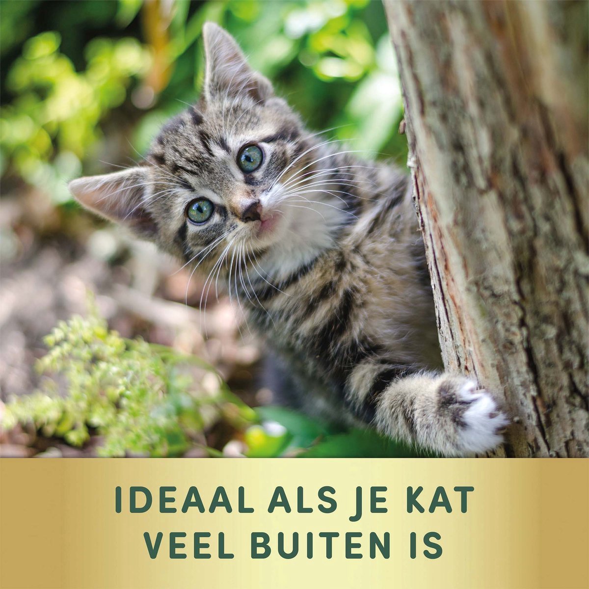 Bescherm je kat met een effectieve tekenband