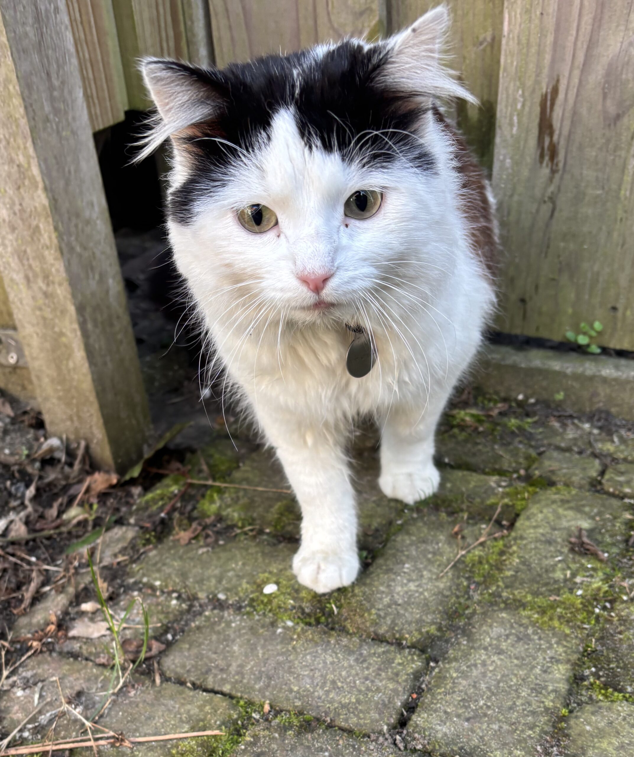 De charme van de zwart-wit kat: een elegante metgezel