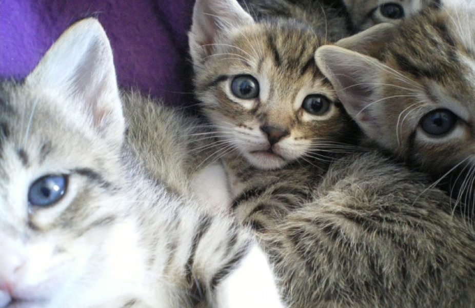 Kittens te Koop bij de Dierenarts: Gezonde Start voor Uw Nieuwe Huisgenoot