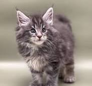 Prachtige Halve Maine Coon Kitten: Een Unieke Mix van Karakter en Schoonheid