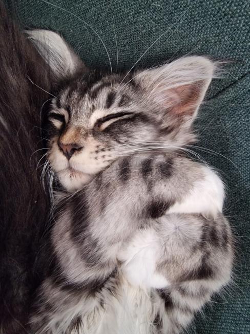 Alles over katten leukemie: Symptomen, Behandeling en Preventie