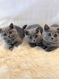 kittens aangeboden