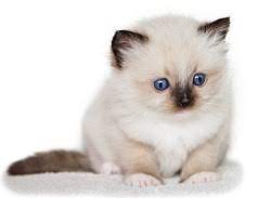 Ragdoll Kittens te Koop Zonder Stamboom: Wat Zijn de Overwegingen?