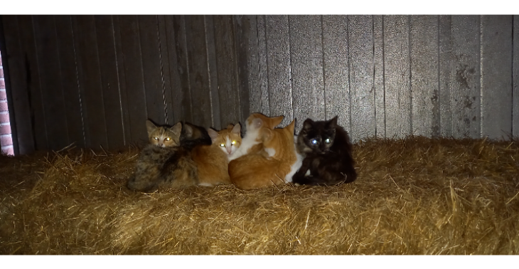boerderij kittens