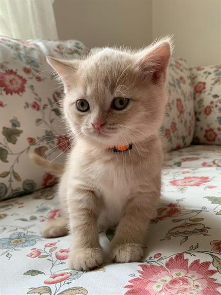 Brits korthaar kitten te koop: vind jouw nieuwe huisgenoot