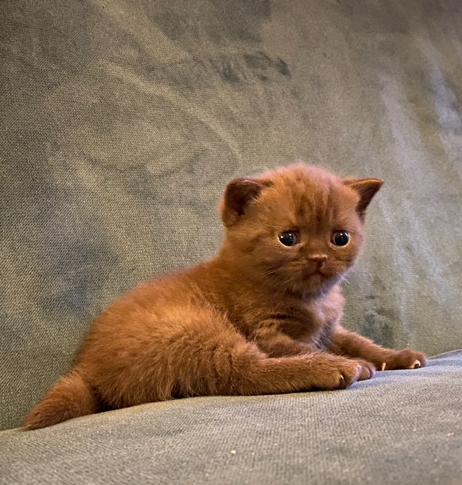 Bruine kittens te koop: vind jouw nieuwe huisgenoot