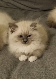Dwerg kat kopen: waar moet je op letten?