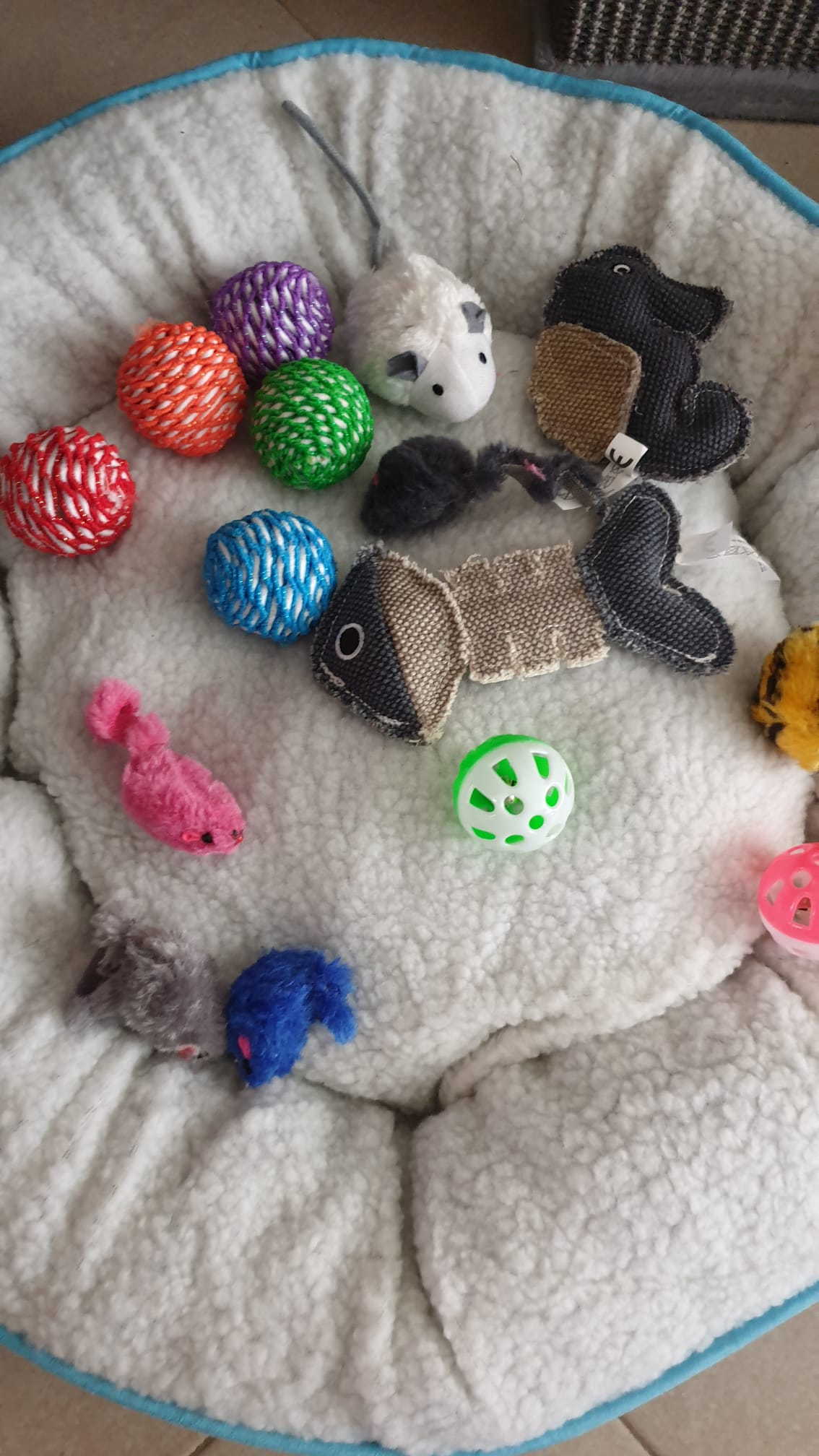 Goedkope kittens: waar moet u op letten?