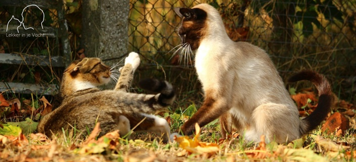 Waarom katten elkaar likken: betekenis en gedrag