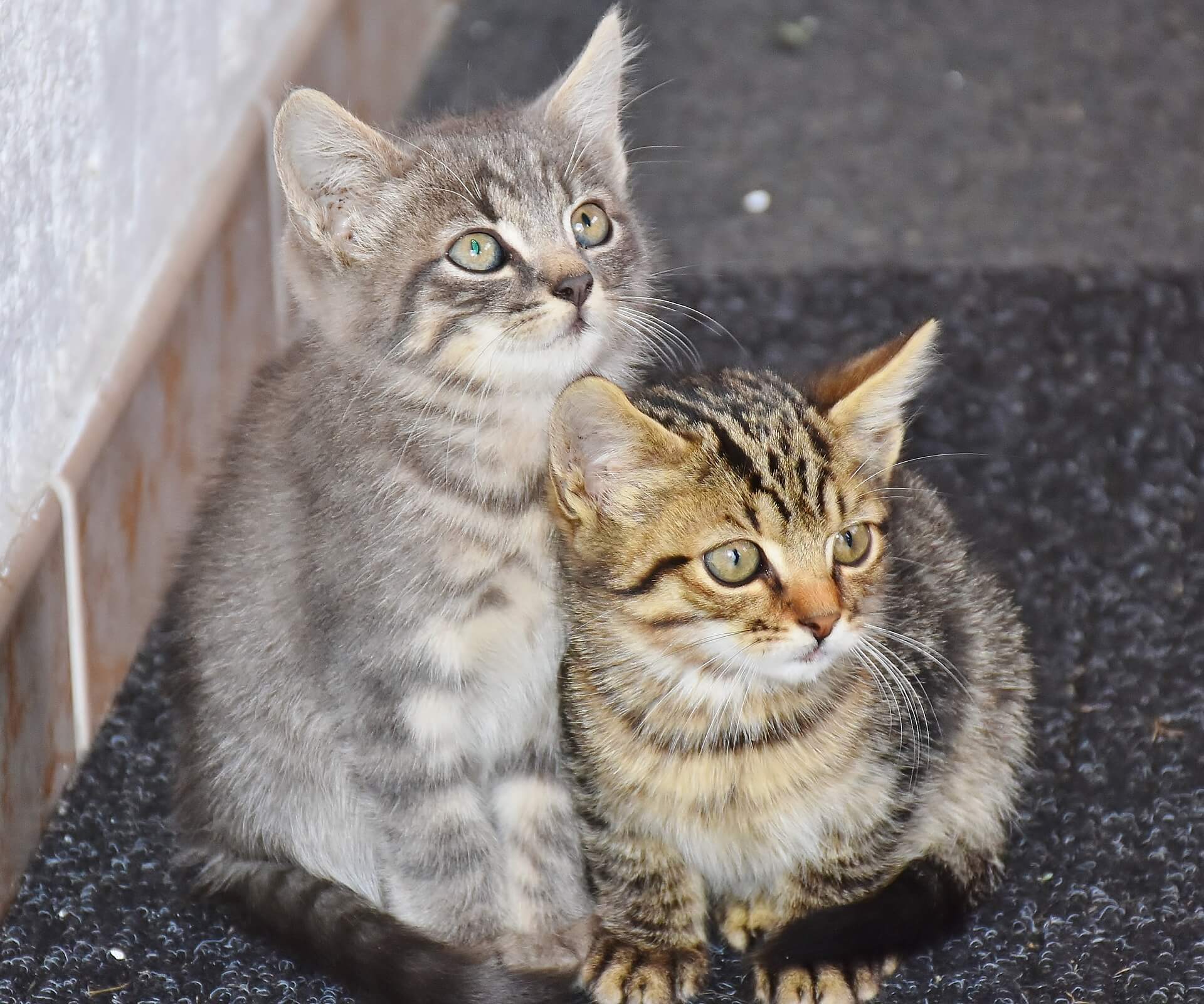 Kitten adoptie: zo bereid je je goed voor