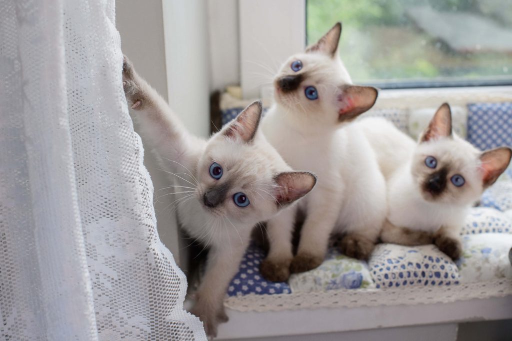 Kitten Siamees: karakter, verzorging en tips voor een goede start