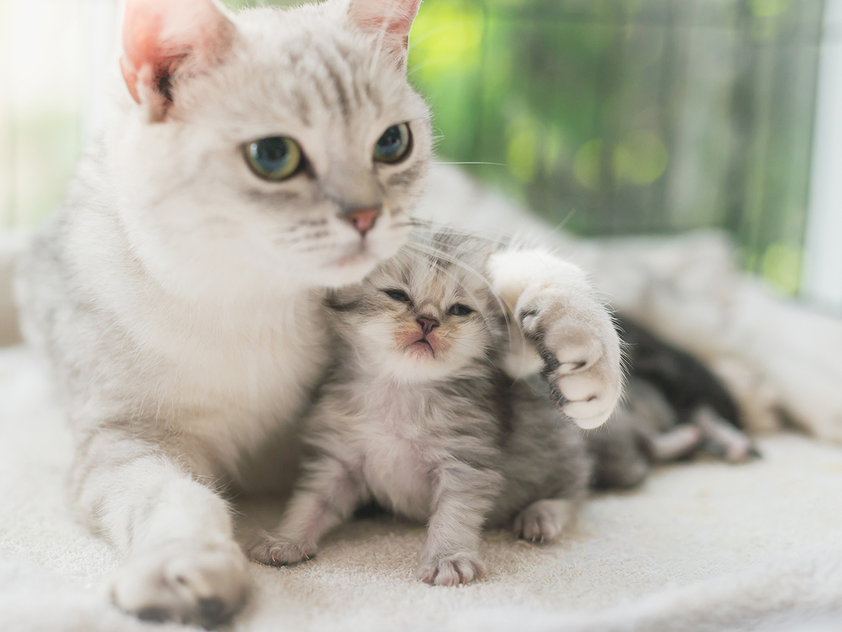 Kitten zonder moeder: zo geef je een weeskitten de beste zorg