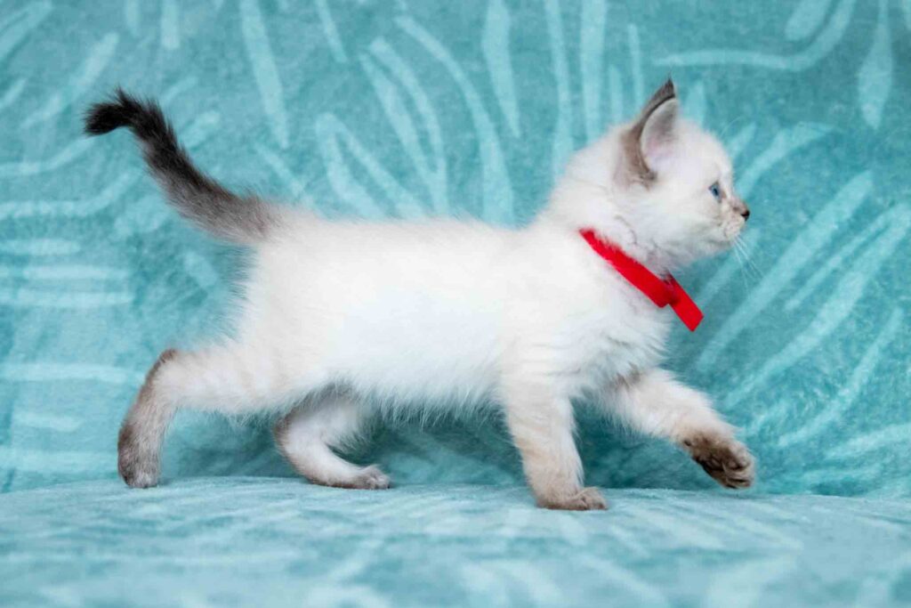 kittens te koop geel