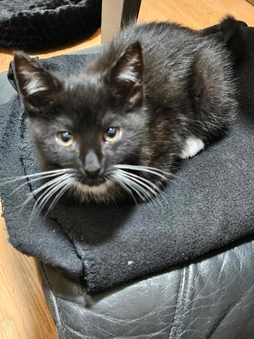 kruising kittens te koop