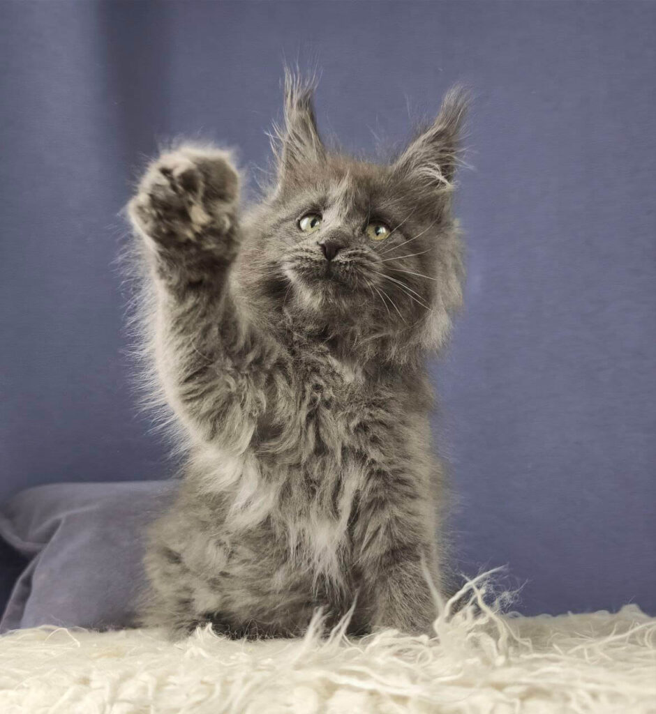 Maine Coon kittens te koop met stamboom: waar let u op?
