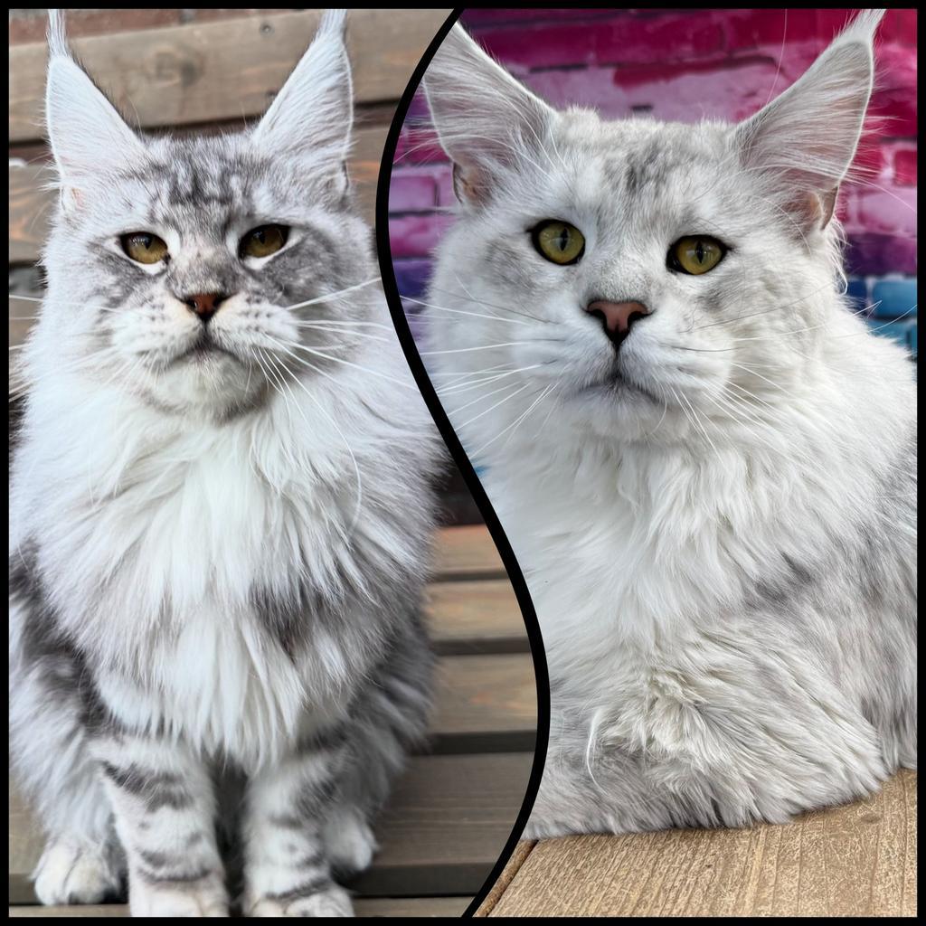 Marktplaats Maine Coon kitten: waar let je op bij het zoeken?