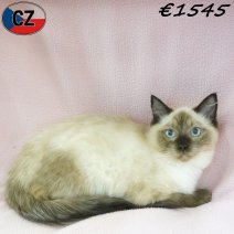 ragdoll kitten te koop