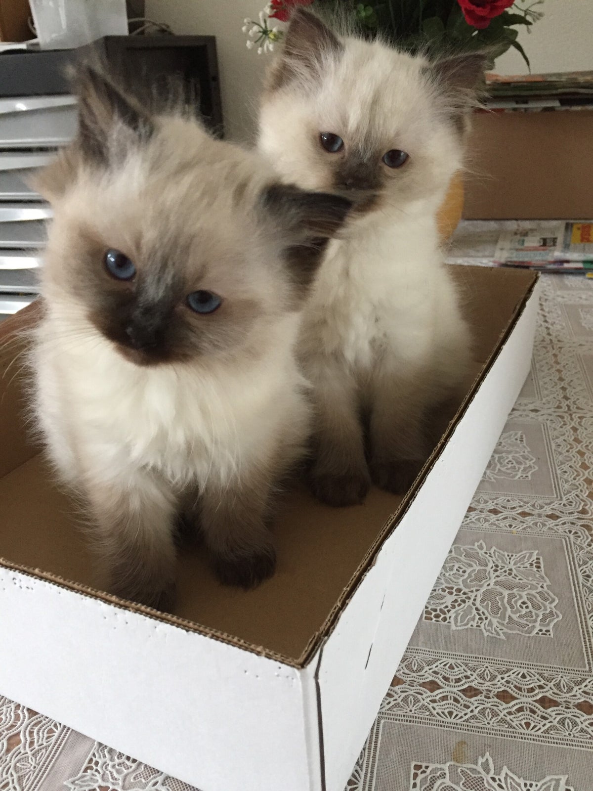Ragdoll kittens te koop met stamboom: vind jouw nieuwe huisgenoot
