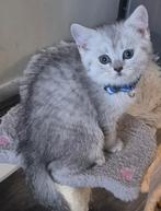 Raskatten kittens: waar let je op bij het kiezen van een kitten?