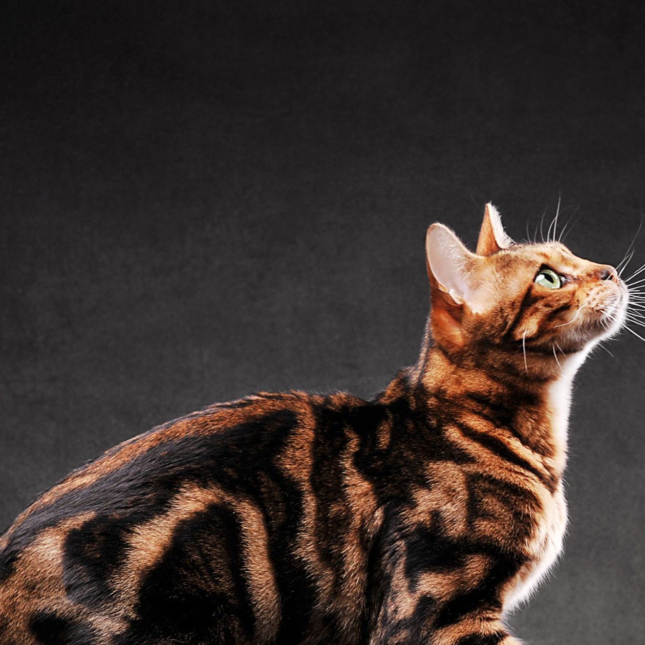 Rode kitten te koop: tips voor het vinden van jouw nieuwe huisgenoot