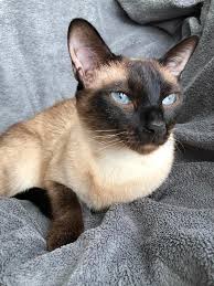 Siamees kittens te koop: vind jouw nieuwe huisgenoot