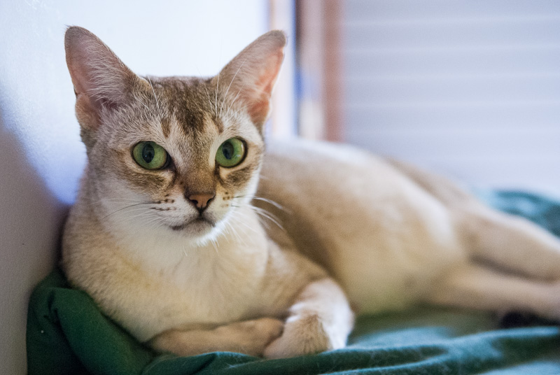Singapura kitten te koop: ontdek dit bijzondere kattenras