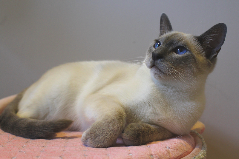 Thai Siamees kittens: karakter, verzorging en tips voor een goede start