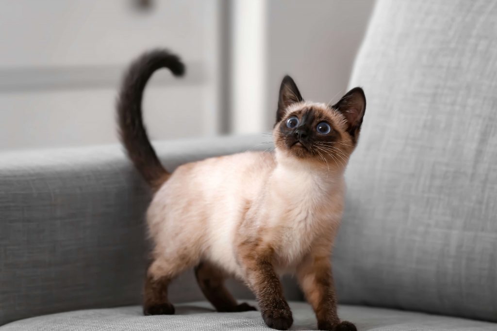 Thai Siamees kittens te koop: vind uw nieuwe kattenmaatje