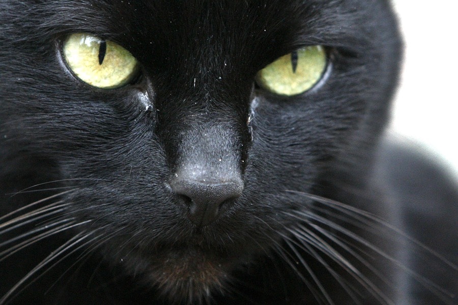 Zwarte kat kopen: tips voor een gezonde en gelukkige huisgenoot